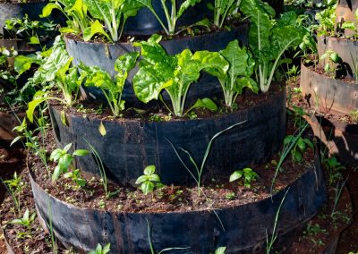 Kitchen Gardening